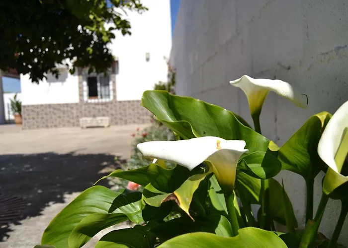 La Orquidea De * コルドバ