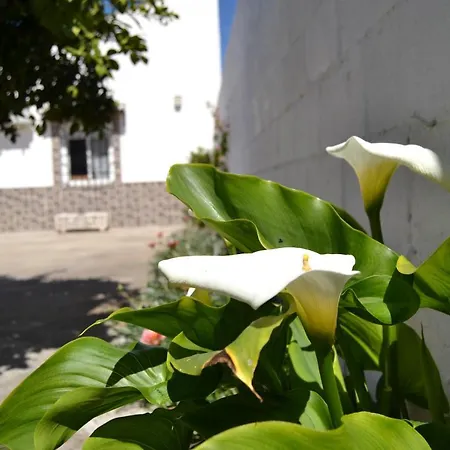 La Orquidea De * Cordoue