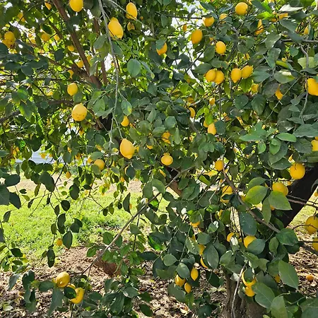 La Orquidea De * Córdoba