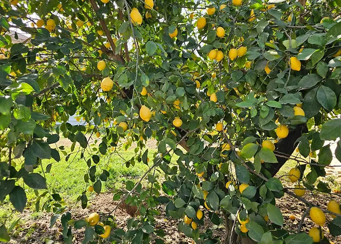 La Orquidea De * Córdoba